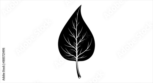 Black and white illustration of a single leaf with veins on a white background