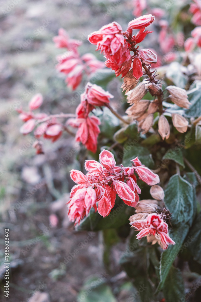 Fototapeta premium frosted red salvia flowers