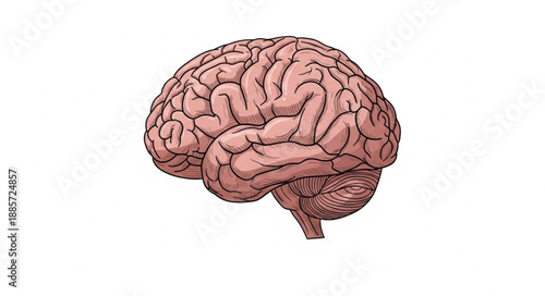 human brain isolated on white