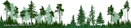 Forest silhouette trees. Evergreen coniferous forest with pines, fir trees, spruce,  christmas tree, cedar, fir. Vector illustration. (Every tree isolated, separate from each other, free-standing)