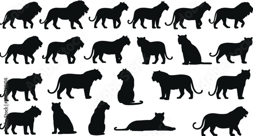 Big cat silhouettes vector collection, lion and panther poses, wild predator animals, black safari wildlife illustrations set isolated on white background