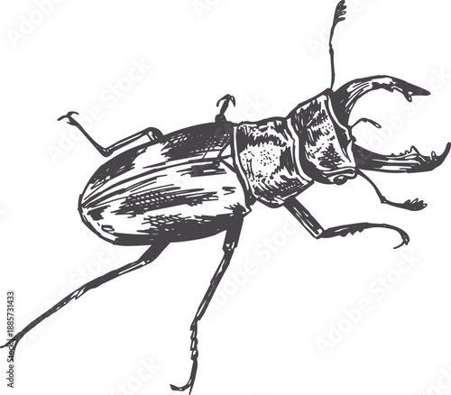Stag beetle vintage illustration drawn in pen and ink, vector isolated drawing