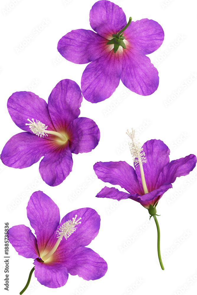 Fototapeta premium Falling Purple Hibiscus Flower