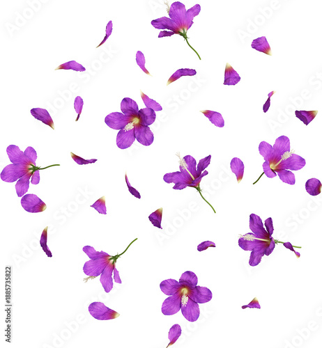 Falling Purple Hibiscus Flowers and Petals