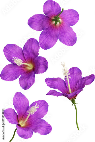 Falling Purple Hibiscus Flower