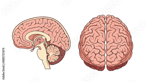 Anatomical illustration of the human brain showing a detailed medial cross-section view and a superior top view of the two hemispheres.