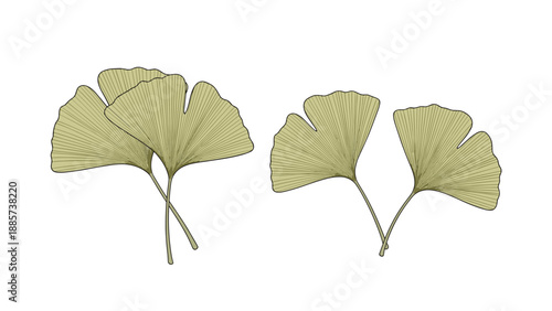 Set of detailed ginkgo biloba leaves with intricate vein patterns presented in two pairs against a clean white background for botanical design.