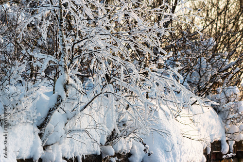 Wallpaper Mural Sparkling hoarfrost adorns intricate tree branches, heavy with fresh snow, contrasting with a sunlit backdrop. Winter's beauty transforms a forgotten concrete structure into a frosty wonderland Torontodigital.ca