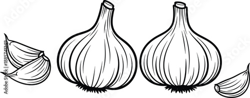 Garlic bulb and clove sketch, black and white culinary illustration for recipe, food ingredient, and botanical use - flat vector illustration