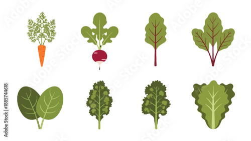 Flat design vector illustration of fresh carrots radishes spinach beet kale and lettuce.