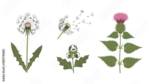 Illustrated set of common wild plants dandelion burdock and thistle with seeds blowing.