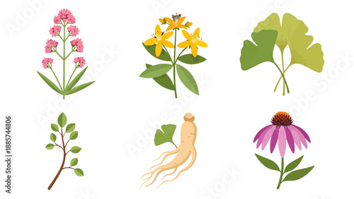 Vibrant Flat Illustrations of Medicinal Herbs Valerian St Johns Wort Ginkgo Ginseng Echinacea Plants.