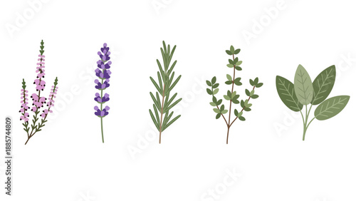 Vibrant illustrated collection of five fresh culinary and aromatic herbs heather lavender rosemary thyme and sage.