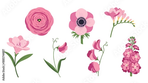 Vibrant pink vector flowers collection ranunculus anemone freesia sweet pea and stock blooms with green stems.