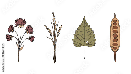 Vintage HandDrawn Botanical Illustrations Diverse Plants Reddish Flowers Wheat Green Leaf Seed Pod.