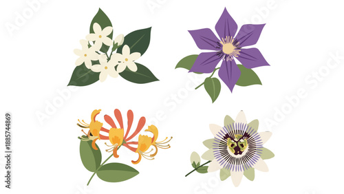 Colorful flat vector botanical illustrations jasmine clematis honeysuckle and passion flowers.