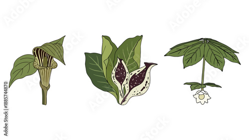 Botanical illustrations of three distinct plants striped Jackinthepulpit spotted arum and umbrellaleaf Mayapple.