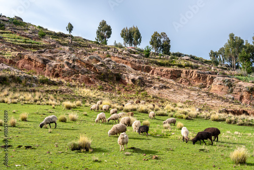 Sheep grazing on Taquile Island, Lake Titicaca, Peru