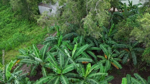 Wallpaper Mural Aerial view of lush banana plantations blown by the wind in the afternoon. Torontodigital.ca