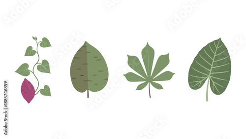 Diverse Green Tropical Plant Leaves and Purple Sweet Potato Tuber Flat Illustration Set.