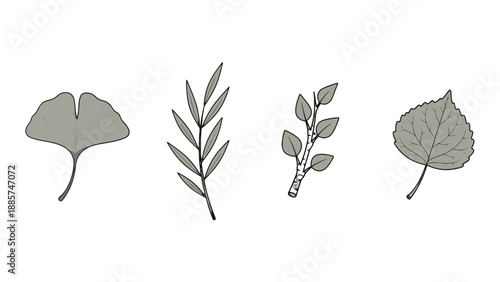 Stylized gray leaf illustrations set ginkgo narrow rounded and serrated designs handdrawn outline.