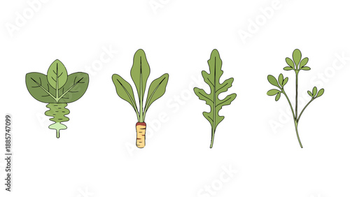 Stylized Green Leafy Vegetable Illustrations Set with Distinct Shapes and Roots.