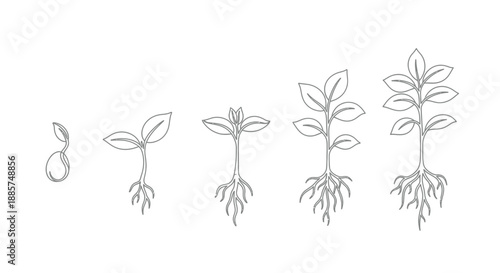Hand drawn illustration depicting the five stages of plant growth from seed to mature seedling with visible roots and leaves on a white background