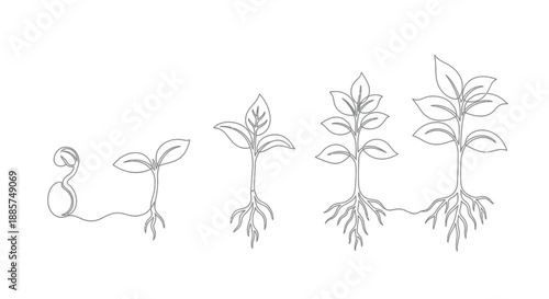 Illustration of a plant s life cycle from seed to mature seedling showing root development and leaf growth over time