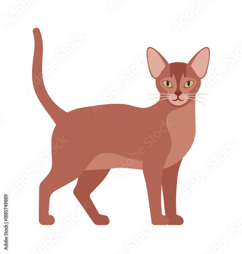 Abyssinian cat, cute Aby pet kitten active stand pose. Elegant energetic playful domestic smart Egyptian animal, muscular build, long slender legs, long tail. Vector flat style cartoon illustration
