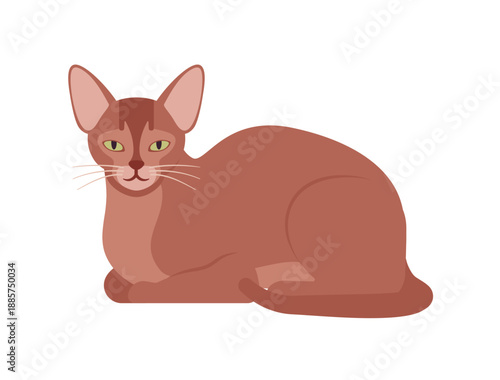 Abyssinian cat, cute Aby pet kitten active resting pose. Elegant energetic playful domestic smart Egyptian animal, muscular build, long slender legs, long tail. Vector flat style cartoon illustration
