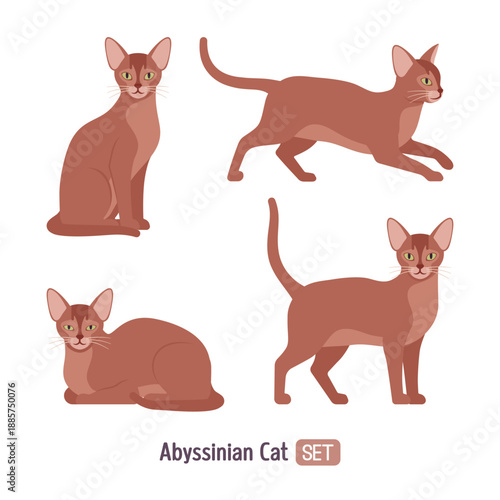 Abyssinian cat, cute Aby pet kitten active, resting pose set. Elegant energetic playful domestic smart Egyptian animal, muscular build, long legs, long tail. Vector flat style cartoon illustration