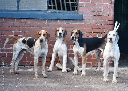 Cuadro en lienzo Four foxhounds in kennels.