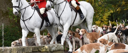 Hunt staff and hounds on the way to a meet.