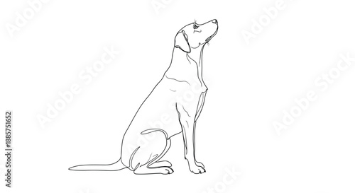 Elegant line art sketch of a loyal labrador retriever dog sitting patiently looking upwards with hopeful expression