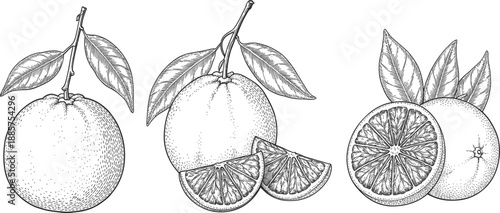 intage hand drawn orange fruit sketches with leaves and citrus slices, botanical food illustration for organic design