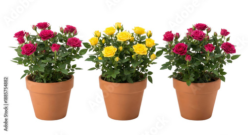 Three potted miniature rose plants, two red and one yellow, on white background.