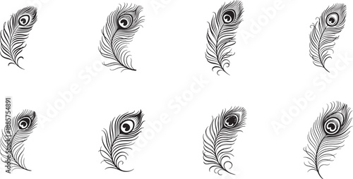 Peacock feather logo design, Hand drawn Peacock feather set. silhouette vector icon illustration with white background.