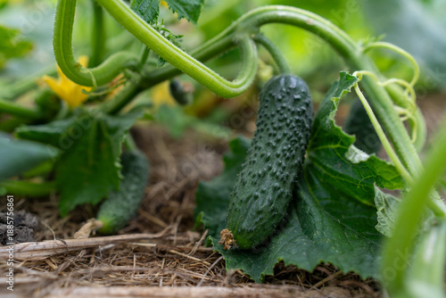Young green pickle cucumber growing on a vine with a yellow flower in a vegetable garden, vertical close-up