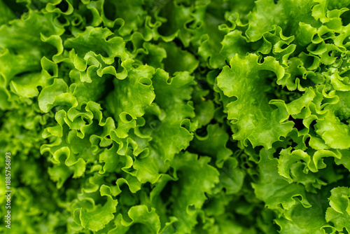 Fresh vibrant green curly leaf lettuce growing in a garden bed, close-up full frame
