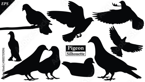 Set of pigeons silhouette isolated on white background, Beautiful pigeon logo icon vector design, standing, pigeons silhouette vector illustration, vector. Black pigeon Silhouette logo, bird icon