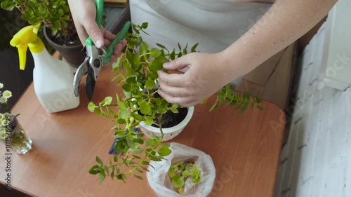 Hands of caucasian woman pruning excess parts of houseplant on table with secateurs. Flower care, shaping beautiful crown, and treating diseases.