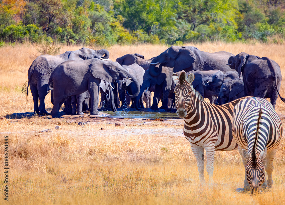 Fototapeta premium Two Zebras standing in yellow grass on Safari watching, Africa savannah - A group of elephant families go to the water's edge for a drink - African elephants standing near lake in Kruger National Park