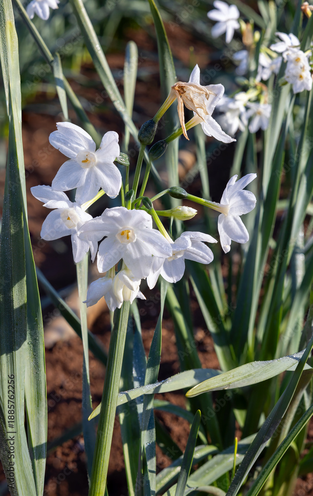Obraz premium Beautiful white daffodils close-up