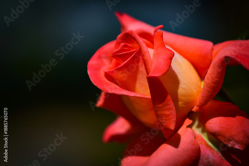 single red rose