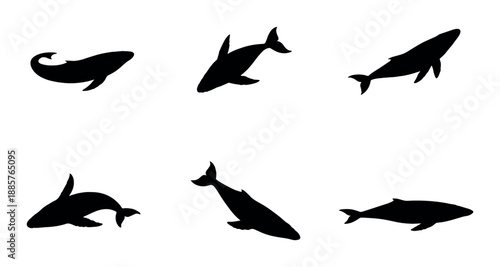 Silhouettes of various whale species underwater: orca, blue whale, humpback, and more