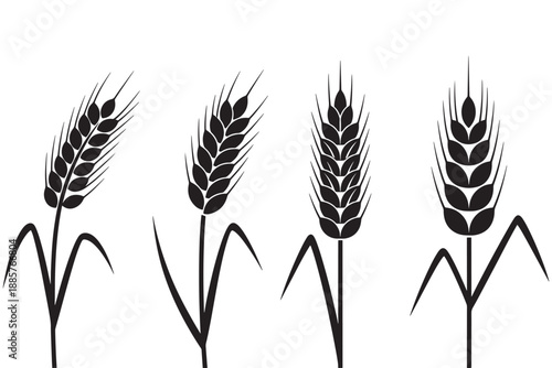 A black and white illustration of four wheat stalks on a plain background