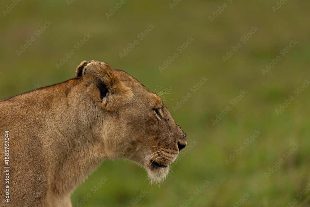 Obraz premium lion and lioness