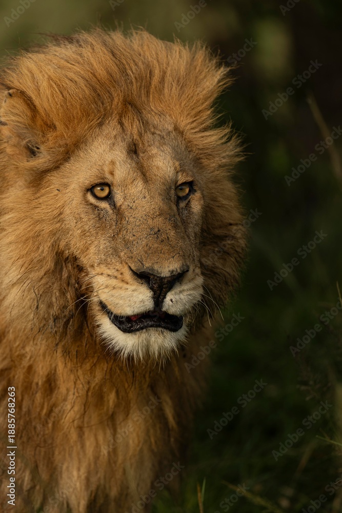 Fototapeta premium portrait of a lion