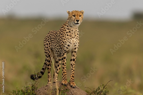 cheetah in the savannah
