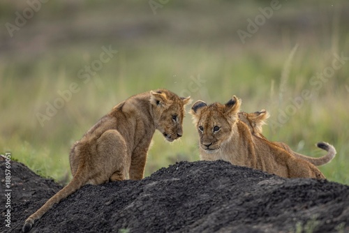 lion cub and lioness